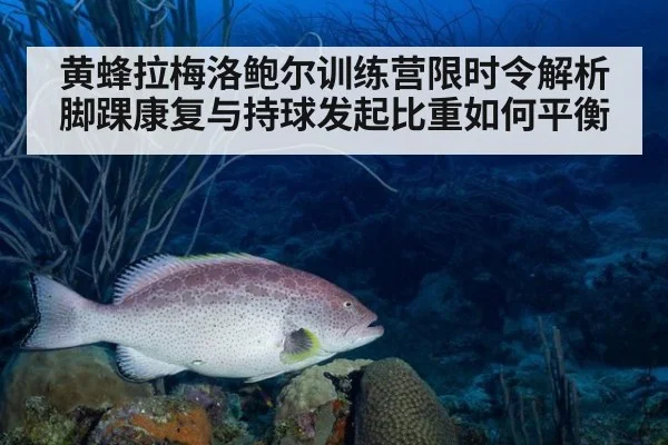 黄蜂拉梅洛鲍尔训练营限时令解析 脚踝康复与持球发起比重如何平衡
